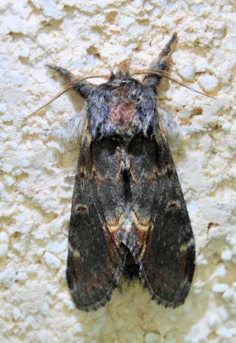 Notodonta dromedarius